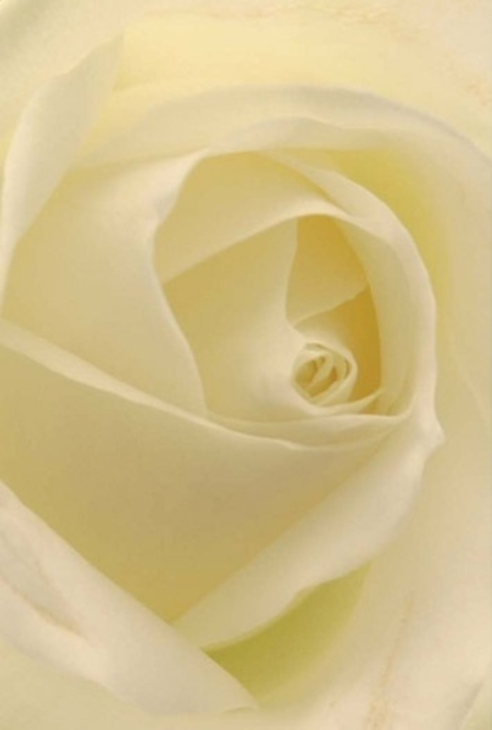 Examining this classic white rose up close, you become mesmerised by the tranquil interplay of softness and depth echoing through every petal-a sensation reminiscent of a quiet walk down Enfield Wash's leafy lanes. Layers of creamy whites and delicate ivory blend effortlessly, glowing as if softly illuminated from within, much like the morning sunlight glancing off rooftops near Enfield Town Park. The composition exudes sophistication; the petals spiral in near-perfect harmony, suggesting both purity and gentle resilience. As a florist from Enfield Wash, I see in this rose the perfect offering for heartfelt moments-a romantic apology, a timeless centrepiece for a wedding along Turkey Brook, or a sincere gesture of sympathy. Subtle shadows and nuanced hues highlight the bloom's natural grace, while the arrangement's careful symmetry pays homage to both the beauty of nature and the skilled hands of the florist at work. The fragrance floats in the imagination-clean, quiet, and comforting-making this rose an ideal choice for all of life's significant occasions here in Enfield Wash, where meaning and memory meet in every bouquet.